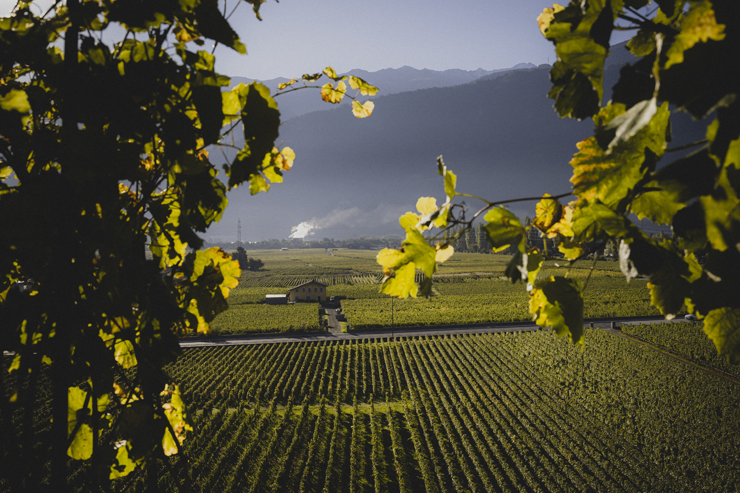 Maison Maye, Vendanges 2025