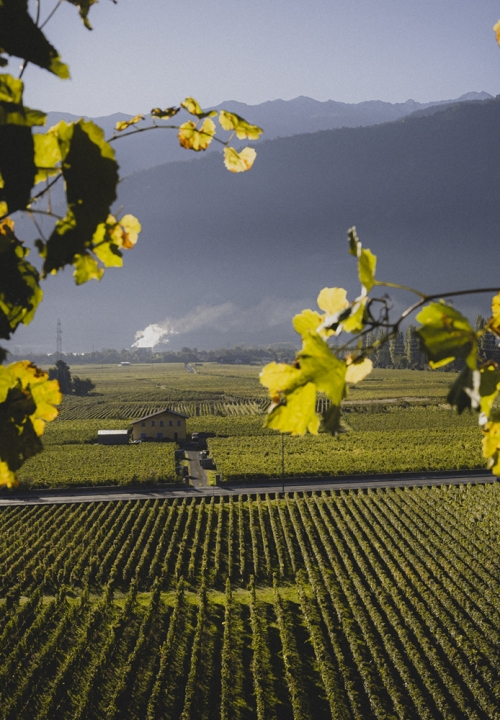 Maison Maye, Vendanges 2025